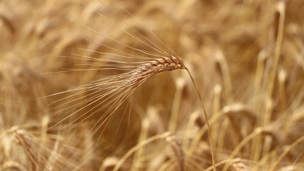 Tekirdağ’da yerli buğday üretimi